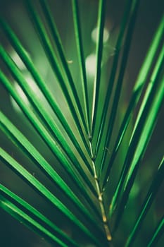 palm tree leaf - travel, exotic and tropical backgrounds styled concept, elegant visuals