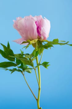 Pink tree peony flower, isolated on blue background .