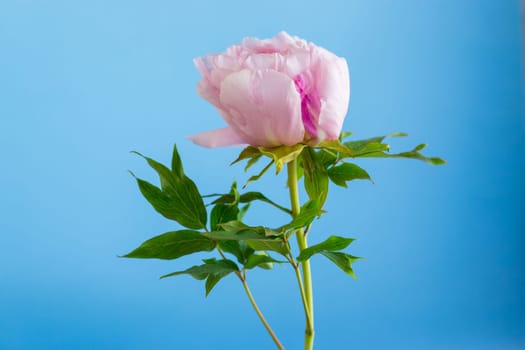 Pink tree peony flower, isolated on blue background .