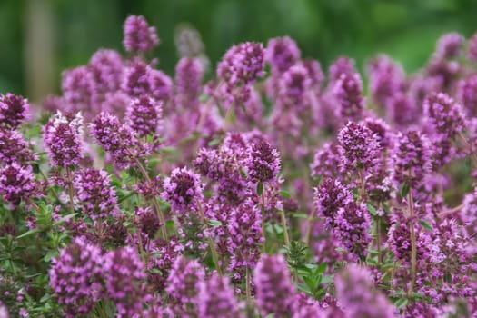 Lilac creeping thyme, oregano during flowering macro. Medicinal herbs in nature