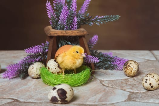 A small yellow quail chicken stands in a nest covered with a shell with copy space
