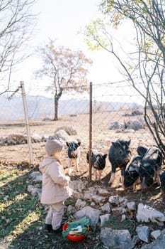 Little girl with a bowl of cabbage on the grass stands in front of a mesh fence in a pasture near pygmy pigs. High quality photo