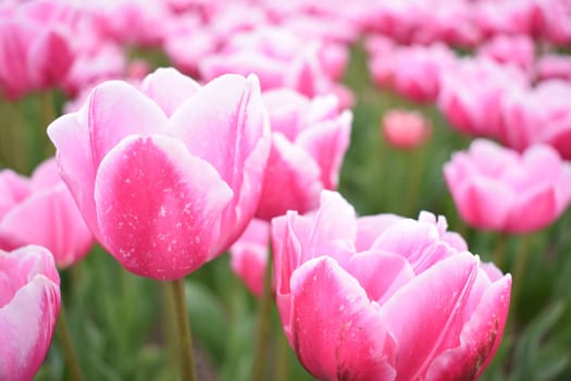 Field with beautiful pink tulips. High quality photo