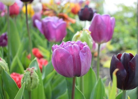 Field with beautiful red tulips. High quality photo