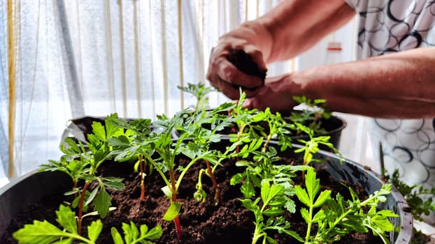 Planting marigold flowers in a pot. Reproduction of plants in spring. Young flower shoots and greenery for the garden. The hands of elderly woman, bucket of earth, green bushes and twigs with leaves