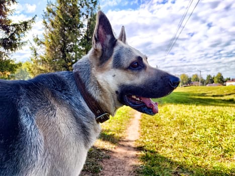 Dog German Shepherd in sunny nature landscape with small path. Russian eastern European dog veo