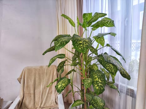 Dieffenbachia plant in a pot on a stool by the window. Retro interior in light colors. Background with plant with green leaves and fabric