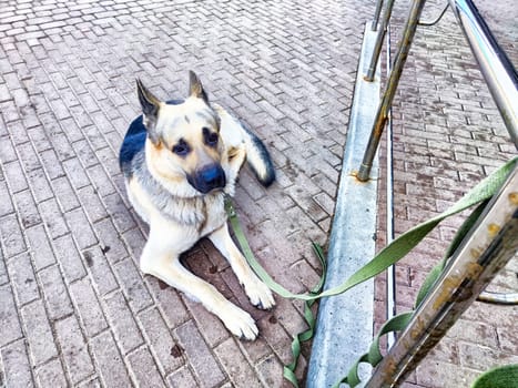 Dog German Shepherd tied up at fence at the store and waiting for the owner. Russian eastern European dog veo