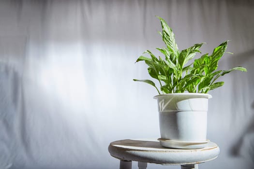 Healthy flower Dieffenbachia with distinctive green and white patterned leaves is showcased in pot against light, blurred background. Natural beauty of indoor foliage. Place for text, copy space