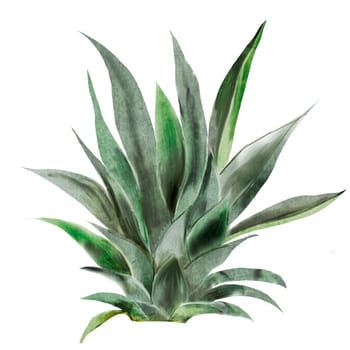 Tropical leaves watercolor. Exotic pineapple bush on isolated white background. Clip art of green plant. Botanical illustration. For the design of tags, cosmetics, packaging. High quality illustration
