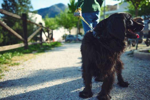 Selective focus on a black cocker spaniel dog being walked on leash by a cute child boy