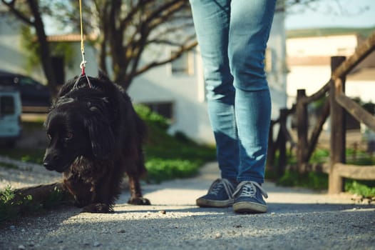 Close-up legs of a person in blue denim, walking a dog, a black cocker spaniel on leash on the nature. Cropped view of male feet standing on the footpath while taking his pet for a walk outdoors