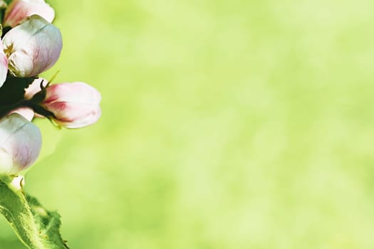 a book or other written or printed work, regarded in terms of its content rather than its physical form. Green salty space for text and white pink flowers.