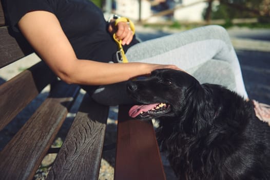 Details on a beautiful friendly black cocker spaniel near his family outside. Adorable dog pet being walked by a woman sitting on the city bench outdoors. Pets concept