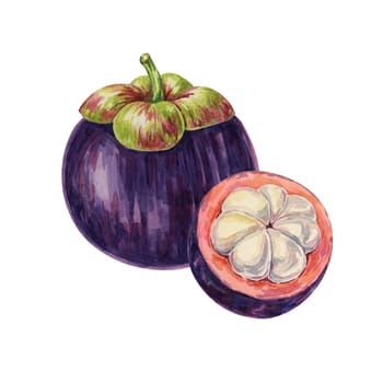 Purple mangosteen, whole, halved fruit of the tree tropical exotic Asian clipart. Garcinia mangostana plant watercolor illustration for sticker, label, food menu, cosmetic, beauty, poster, apparel