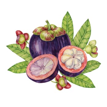 Purple mangosteen, whole, halved fruit and leaves tropical exotic Asian clipart. Garcinia mangostana plant watercolor illustration for sticker, label, food menu, cosmetic, beauty, poster, apparel