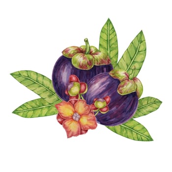 Two Purple mangosteen fruits, leaves, flowers tropical exotic Asian plant clipart. Garcinia mangostana tree watercolor illustration for sticker, food menu, cosmetic, beauty, scrapbooking, apparel