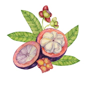 Halved cut mangosteen, flowers, leaf of the tree tropical Asian fruit clipart. Garcinia mangostana plant watercolor illustration for sticker, label, food menu, cosmetic, beauty, sublimation, apparel
