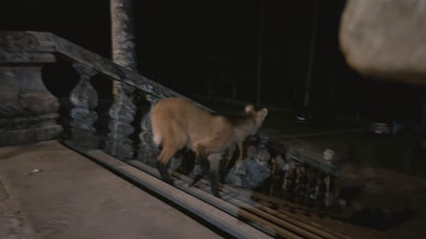 Maned Wolf seen on old steps at Brazil's Caraca Sanctuary.