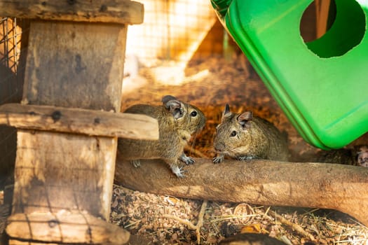 Two degus in a wooden enclosure, one sniffing the other, with a green cover. Zoo