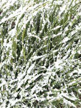 white snow lies on green grass