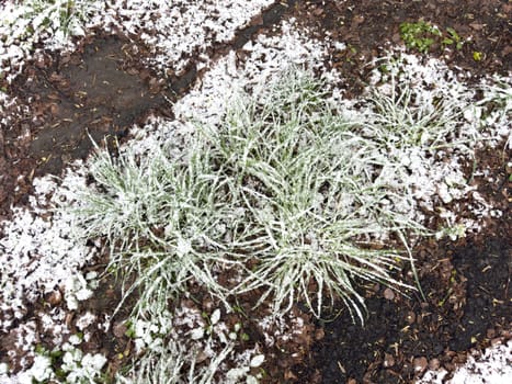 white snow lies on green grass