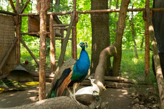 A colorful peacock sat on a wooden fence in a rustic outdoor setting with green foliage and a white peacock tree laying in the background