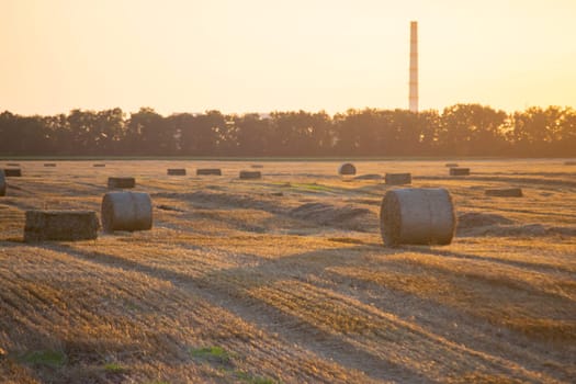 Round square bales of pressed dry wheat straw on field after harvest. Summer sunny evening, sunset dawn. Field bales of pressed wheat. Agro industrial harvesting works. Agriculture agrarian landscape