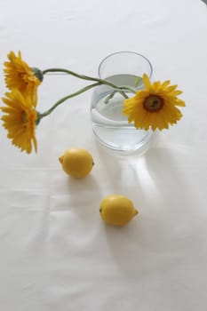 still life with lemons and yellow gerberas in a glass jar on a table covered with linen tablecloth. Summer composition with lemons and yellow flowers on kitchen table