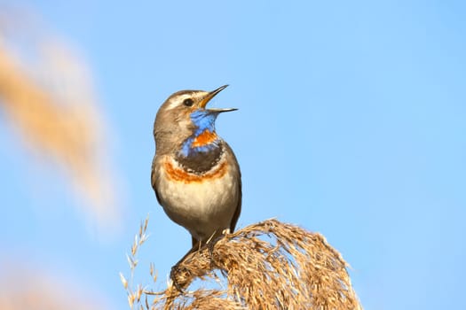 beautiful bird, bluethroat, sings a song, wildlife, bird sounds