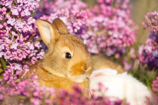 cute rabbit close-up portrait in lilac flowers, animals baby , easter