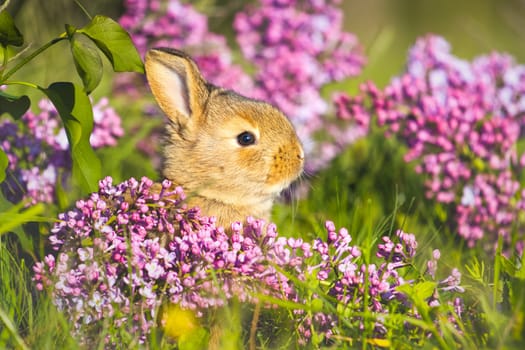 cute rabbit in lilac flowers, animals baby , easter