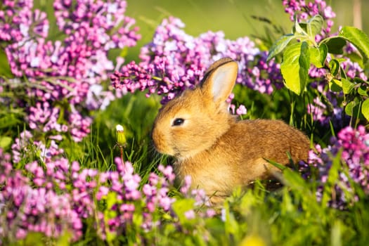 cute red rabbit in lilac flowers,animals baby , easter