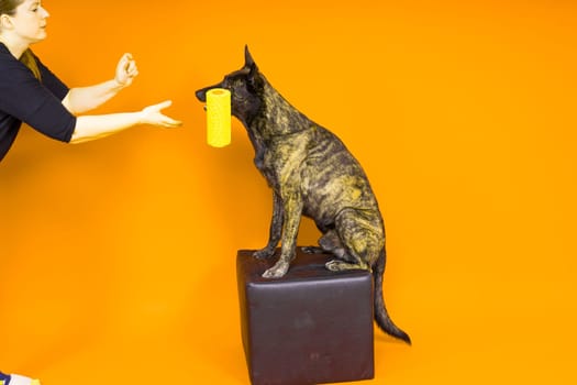 A dog builder is holding roller brush. Red yellow background. Isolated. Dutch shepherd