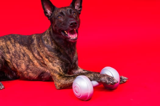 Dutch shepherd dog dumbbell isolated on a yellow red background