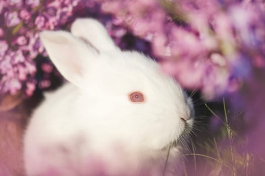 cute white rabbit close-up portrait in lilac flowers, animals baby , easter