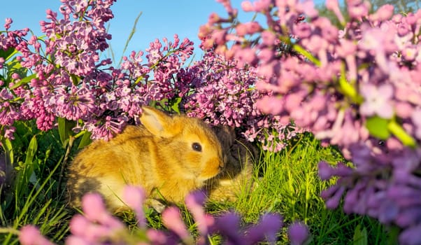 rabbit among lilac flowers in the sunset raysspring and summer