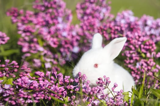 white rabbit in lilac flowers, animals baby , easter