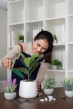 Hobby, asian young woman transplanting in ceramic flower pot, houseplant with dirt or soil on table at home.