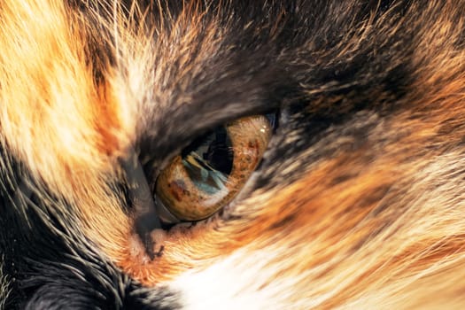 A closeup of a domestic shorthaired calico cats eye, showcasing its unique colors and slit pupil. Calico cats are small to mediumsized carnivores in the Felidae family