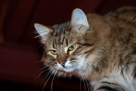 Playful gray shaggy cat at home close up