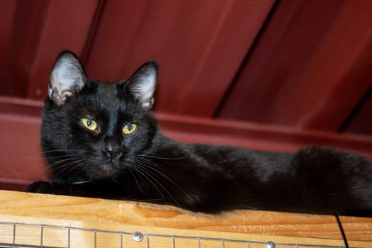 A Bombay, a domestic shorthaired cat, with yellow eyes is lounging on a wooden shelf. This small to mediumsized cat is a carnivorous felidae with whiskers and a black coat