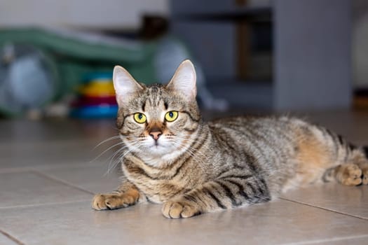 Cute grey cat lying on the floor close up