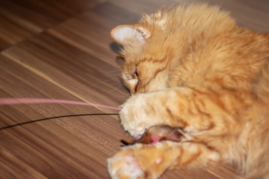 A Felidae, small to mediumsized carnivore cat with whiskers and fawn fur is playing with a pink toy on a string. Closeup of its snout, paw in action