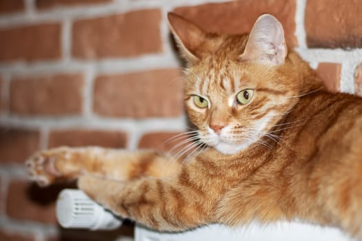 A Felidae carnivore, the Cat lays on a warm radiator with a brick wall in the background. Its fawn fur blends with the brickwork, whiskers twitching as it rests, tail curled