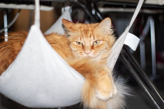 A domestic shorthaired orange cat with whiskers and fur is lounging in a white hammock. This carnivore from the Felidae family has a fawn tail and sharp claws