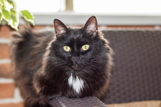 A closeup of a domestic shorthaired cat, a small to mediumsized carnivorous mammal in the Felidae family. It has black and white fur, yellow eyes with narrow pupils, and whiskers on its snout