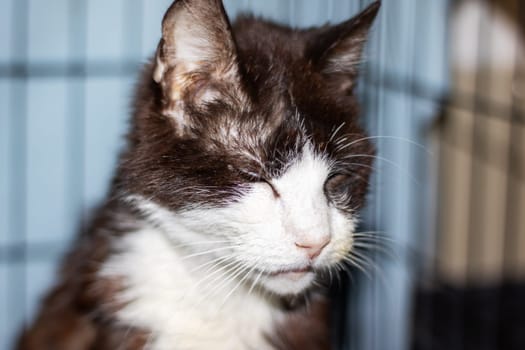 A closeup of a domestic shorthaired cat with brown and white fur, whiskers, and a snout, in a cage by a window. A small to mediumsized terrestrial carnivorous feline Felidae