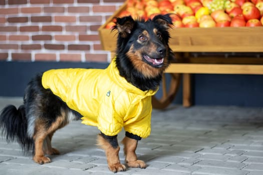 A working animal, such as a black and brown dog of unknown breed, wearing a yellow jacket. This carnivore is a companion dog with a fawn coat and a snout, known for enjoying natural foods