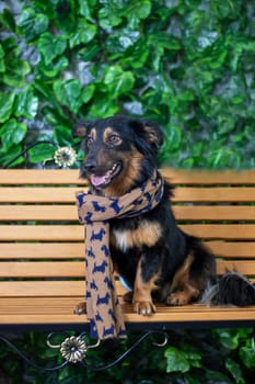 A herding dog with a fawn coat sits on a bench, wearing a scarf close up